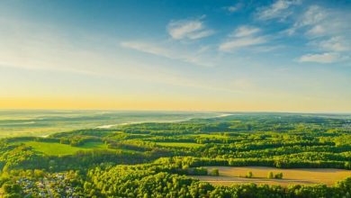 orman - dünyanın en yeşil ülkeleri