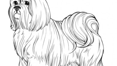 Sevimli Shih Tzu Köpek Boyama Sayfası