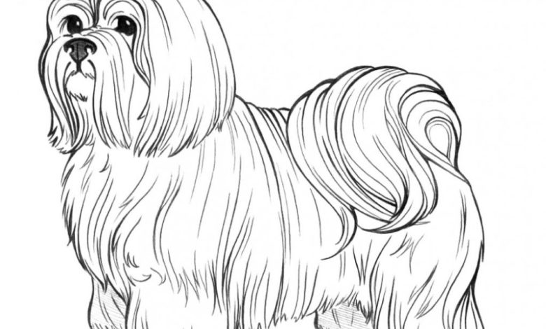 Sevimli Shih Tzu Köpek Boyama Sayfası