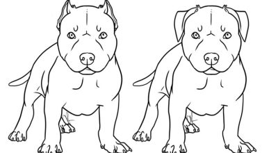 Pitbull Köpekleri Boyama Sayfası - İki Pitbull Yavrusu Çizimi