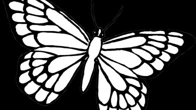 Kelebek Boyama Sayfası - Detaylı Siyah Beyaz Çizim