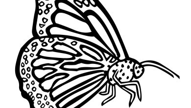 Kelebek Boyama Sayfası Çocuklar için Detaylı Çizim