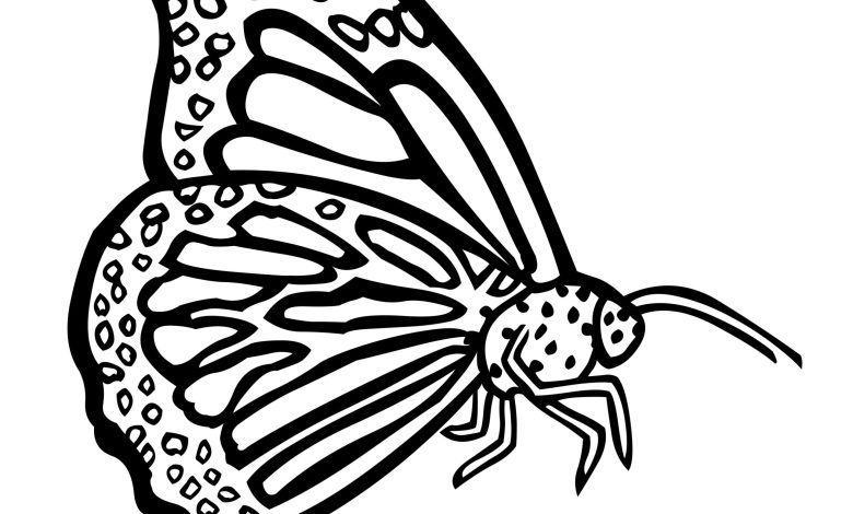 Kelebek Boyama Sayfası Çocuklar için Detaylı Çizim