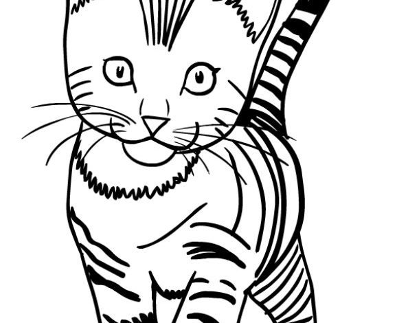 Sevimli Kedi Boyama Sayfası - Çizgili Yavru Kedi Çizimi