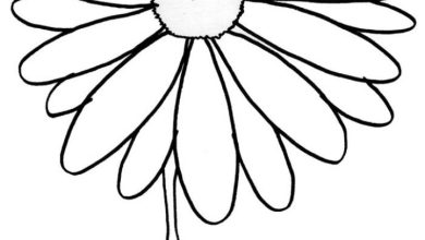 Boyama Sayfası Güzel Papatya Çiçeği Çizimi