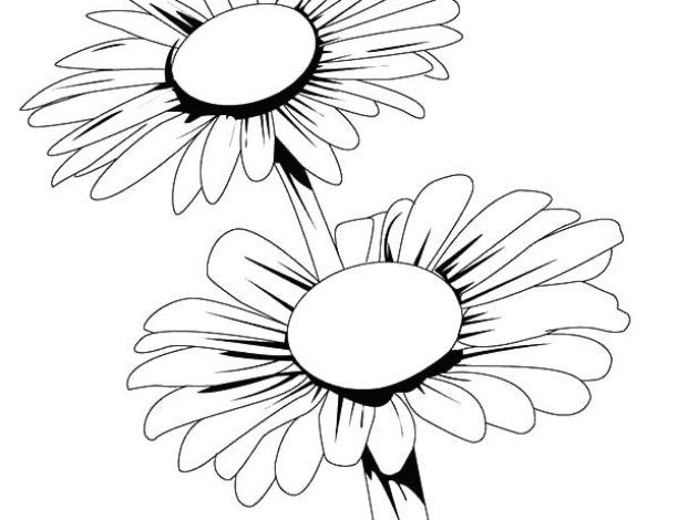 Papatya Çiçeği Boyama Sayfası Kolay ve Eğlenceli Çiçek Tasarımı