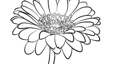 Papatya Çiçeği Boyama Sayfası - Detaylı Çizim