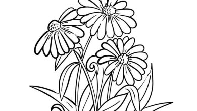 Doğal Çiçekler Boyama Sayfası Papatya Çiçekleri Çizimi