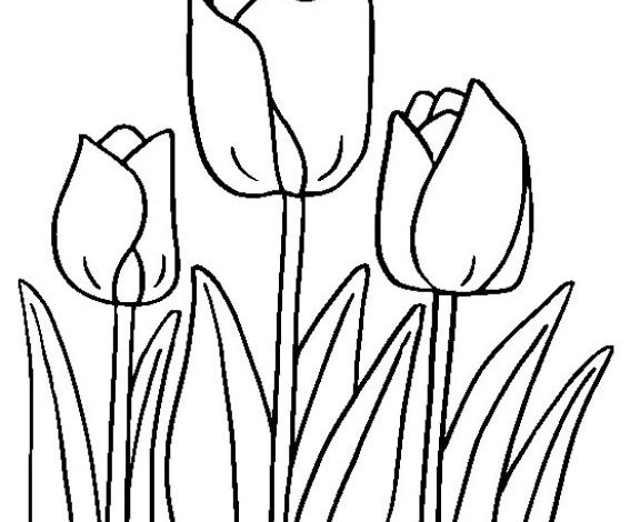Boyama Sayfası Üç Lale Çiçeği ve Yapraklar