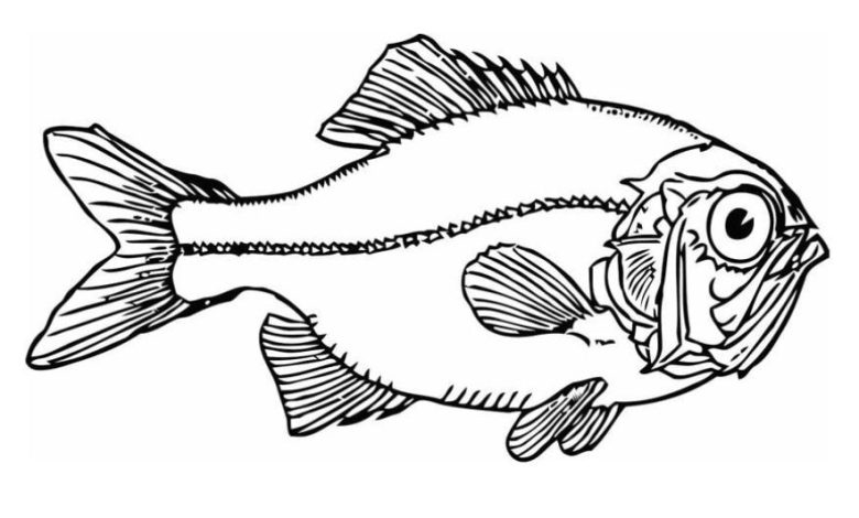 Detaylı Balık Çizimi Boyama Sayfası