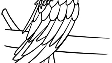 Renkli Papağan Boyama Sayfası - Eğitici ve Eğlenceli Aktivite