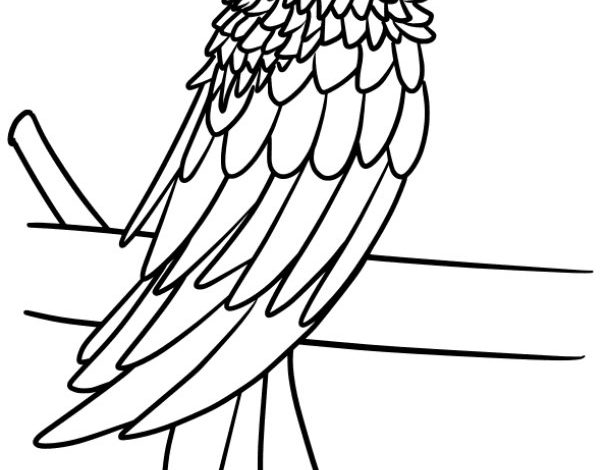 Renkli Papağan Boyama Sayfası - Eğitici ve Eğlenceli Aktivite