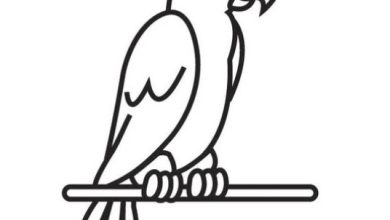 Eğlenceli Papağan Boyama Sayfası Çocuklar İçin Renkli Etkinlik