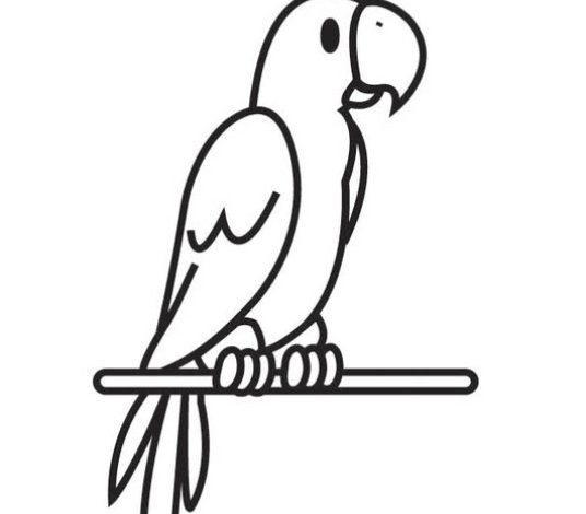 Eğlenceli Papağan Boyama Sayfası Çocuklar İçin Renkli Etkinlik