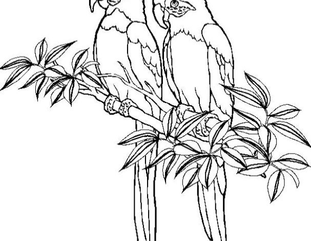 Papağan Çiftinin Ağaç Dalında Oturduğu Boyama Sayfası
