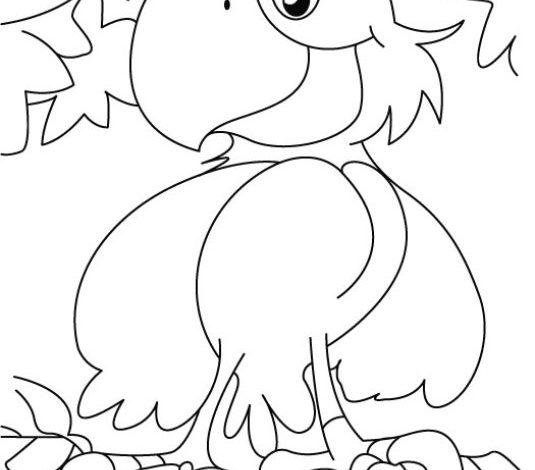 Eğlenceli Tukan Kuşu Boyama Sayfası