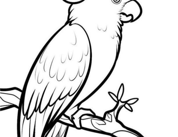 Papağan Boyama Sayfası - Kuş Dalda Oturuyor