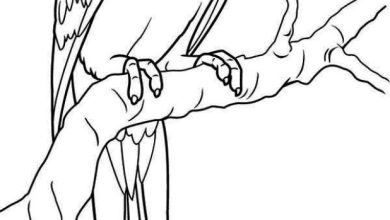 Papağan Boyama Sayfası Daldaki Papağan Çizimi