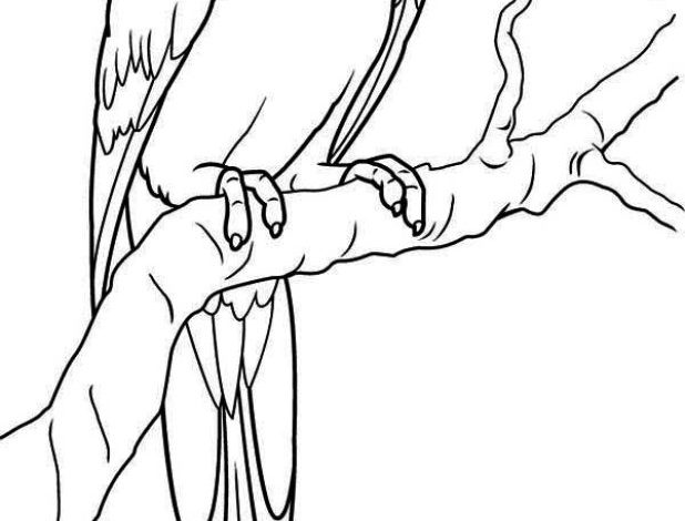 Papağan Boyama Sayfası Daldaki Papağan Çizimi