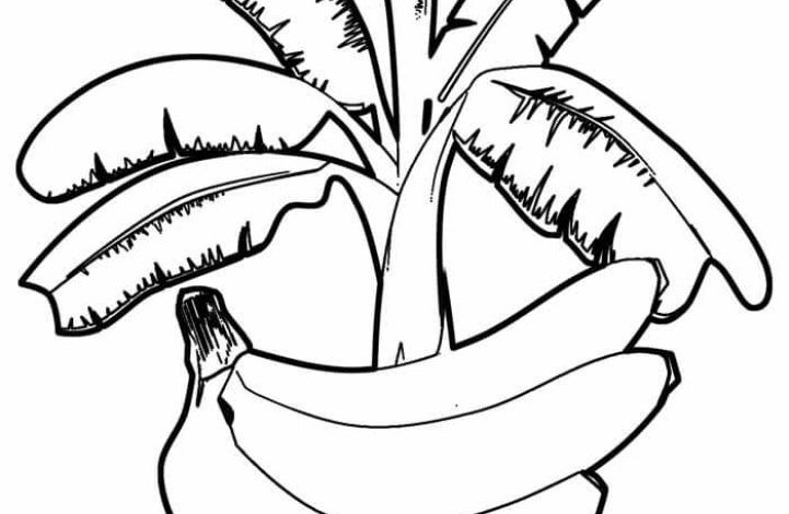 Banana Ağacı Boyama Sayfası Çocuklar için Eğlenceli ve Öğretici Günlük Aktivite