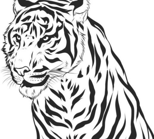 Kaplan Boyama Sayfası - Detaylı ve Şık Kaplan Çizimi