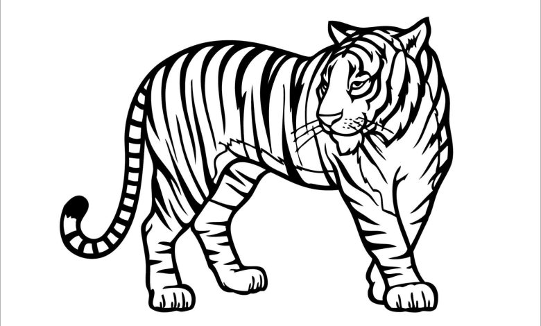 Kaplan Boyama Sayfası Güçlü ve Asil Bir Kaplan Görseli