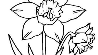 Nergis Çiçeği Boyama Sayfası - Çocuklar İçin Eğlenceli ve Eğitici Boyama Faaliyeti