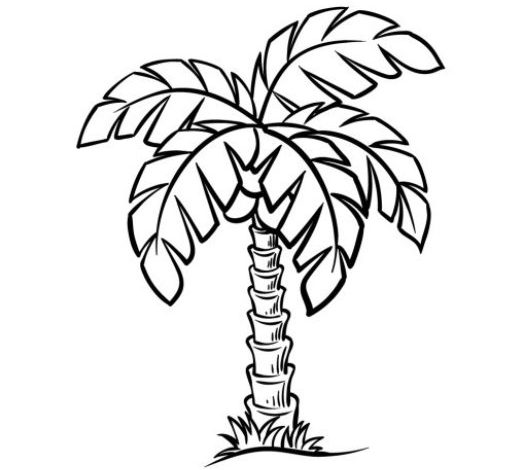 Boyama Sayfası Palmiye Ağacı