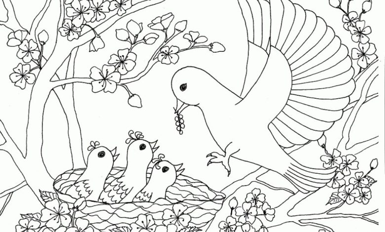 Bahar Dalında Yuva Yapmış ve Yavrularına Yem Veren Kuş Boyama Sayfası