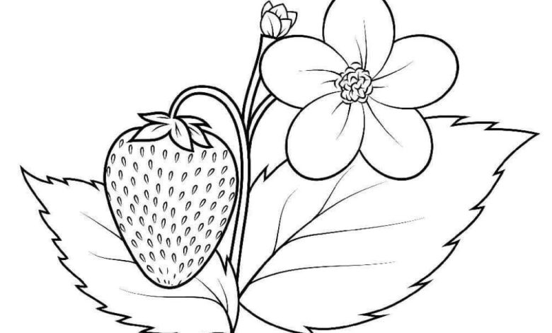 Çilek ve Çiçek Boyama Sayfası - Detaylı Çizimle Renkli Eğlence