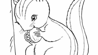 Sevimli Sincap Boyama Sayfası - Çocuklar İçin Eğlenceli Doğa Çizimi