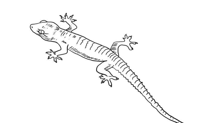 Kertenkele Boyama Sayfası Çocuklar İçin Eğlenceli ve Eğitici