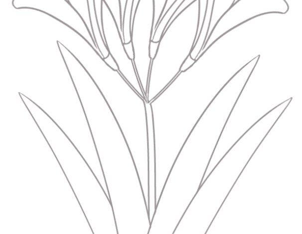 Çiçek Boyama Sayfası - Zarif Lilies Çiçeği ile Renk Terapisi