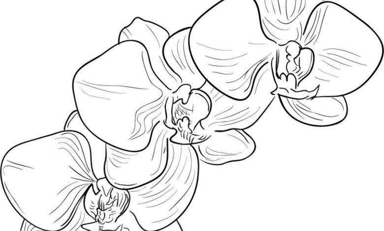 Orkide Çiçeği Boyama Sayfası - El İşi Çizim (Orchid Flower Coloring Page - Handcrafted Drawing)