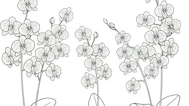 Çizim Orkide Çiçekleri Boyama Sayfası - Detaylı Çizimlerle Eğlenceli Boyama