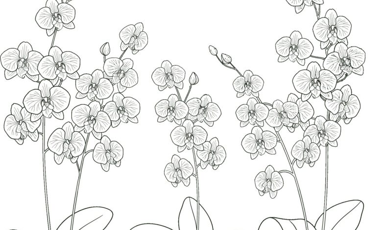 Çizim Orkide Çiçekleri Boyama Sayfası - Detaylı Çizimlerle Eğlenceli Boyama