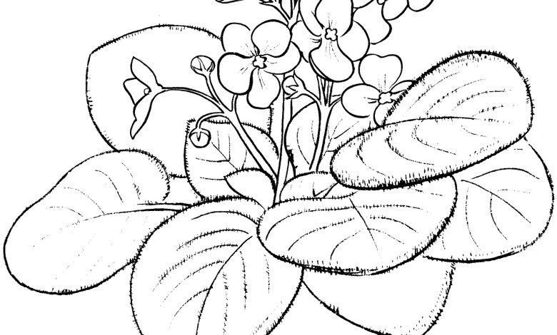 Afrika Menekşesi Çiçeği Boyama Sayfası - Eğlenceli ve Yaratıcı Çocuk Etkinliği