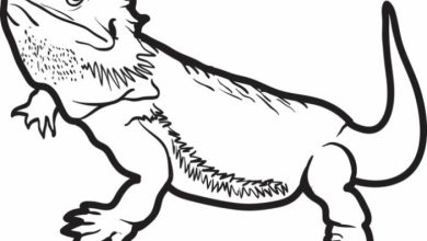 Kertenkele Boyama Sayfası Detaylı ve Eğlenceli Çizim