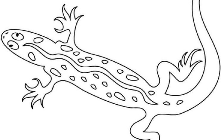 Boyama Sayfası Kertenkele Çizimi