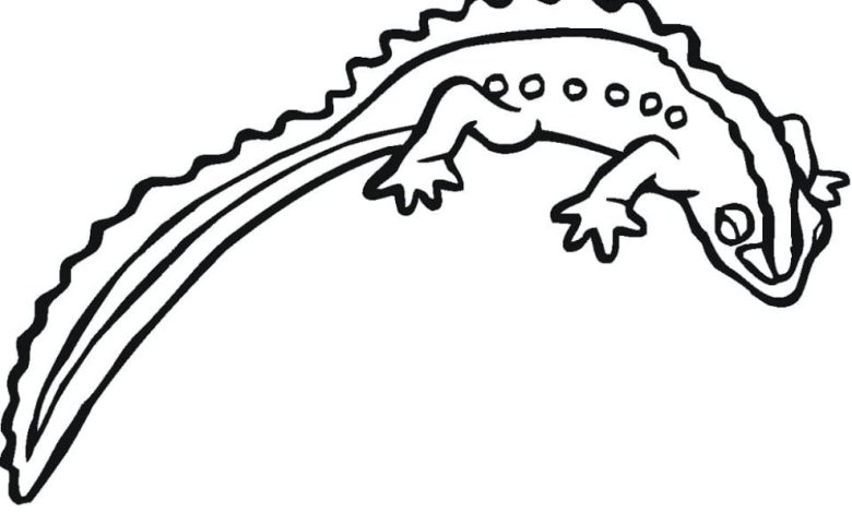 Kertenkele Boyama Sayfası Eğlenceli ve Eğitici Çizim