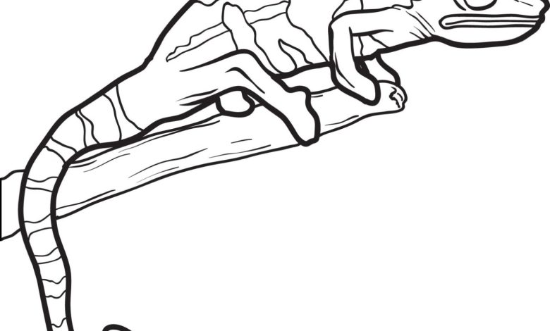 Bukalemun Boyama Sayfası Doğanın Renkli Kertenkeleleri