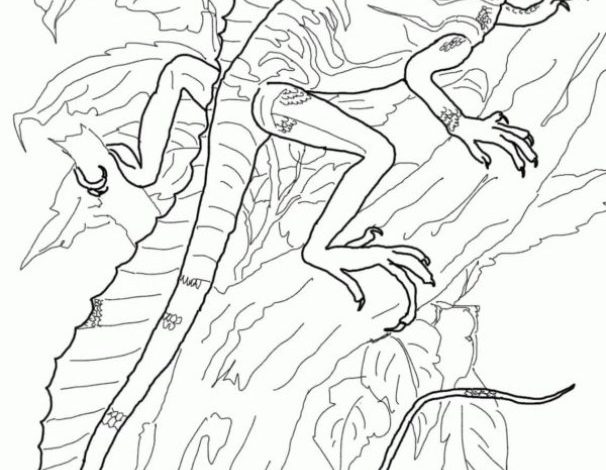 Egzotik Kertenkele Boyama Sayfası Ağaç Üzerindeki Kertenkele