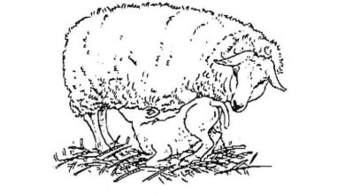 Anne Koyun ve Yavru Kuzu Boyama Sayfası