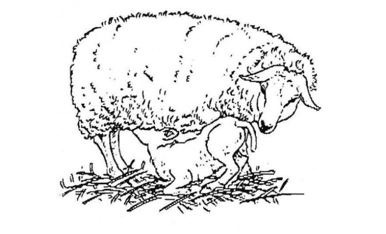 Anne Koyun ve Yavru Kuzu Boyama Sayfası