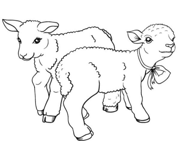 Sevimli Kuzu Boyama Sayfası - Çocuklar İçin Eğlenceli Çiftlik Hayvanları