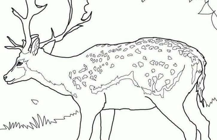 Bambi Temalı Geyik Boyama Sayfası