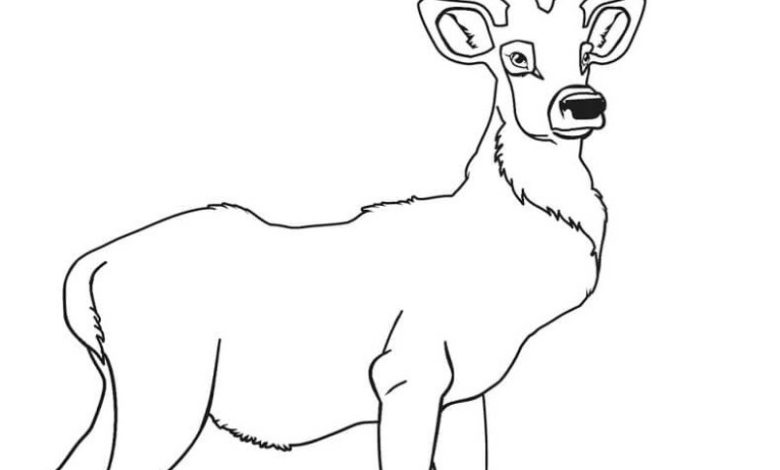 Boyama Sayfası Yetişkin Erkek Geyik Çizimi