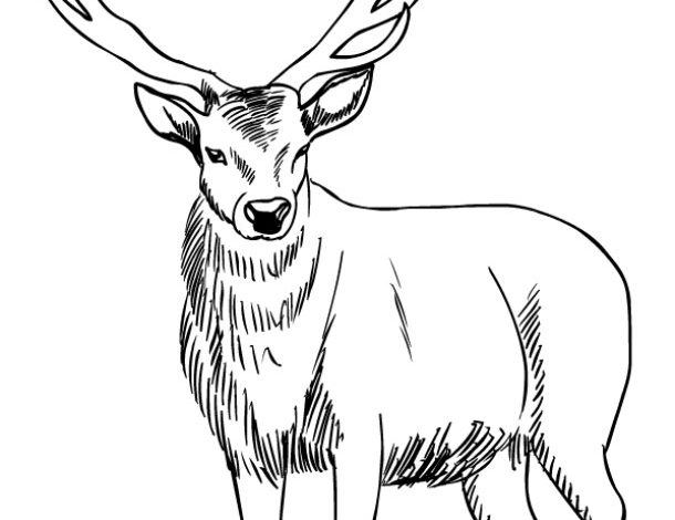 Geyik Boyama Sayfası - Detaylı Antler ile Çizim