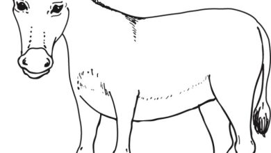 Eşek Boyama Sayfası - Çocuklar İçin Eğlenceli Boyama Sayfası