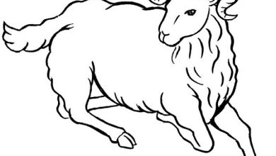 Koç Boyama Sayfası - Çocuklar İçin Eğlenceli ve Eğitici Koyun Resmi
